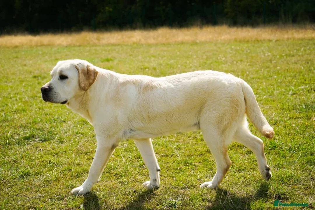 Labrador Retriever dogs for sale: Full Show & Fully health Tested Stud - Advert 9