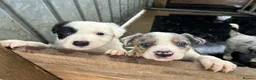 Border Collie dogs for sale: Blue merle collie pups - Advert 12