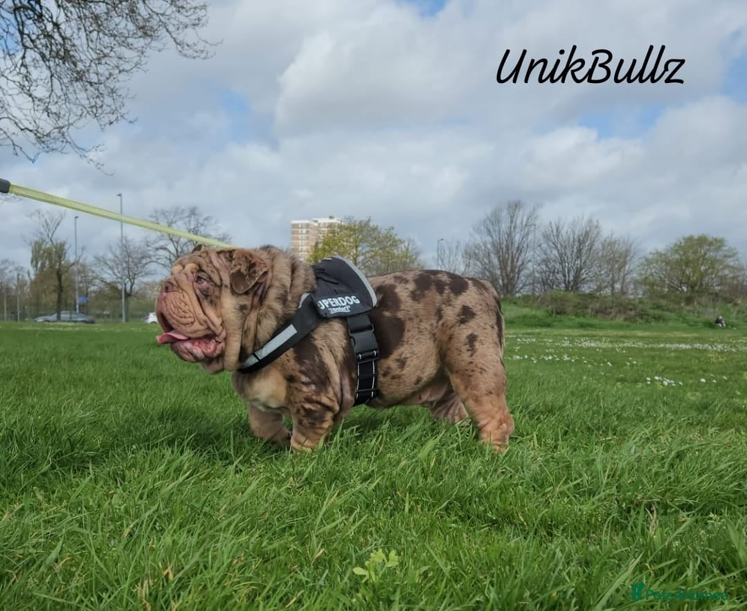 English Bulldog dogs Amazing Mr. Emperor 🍫+clinic fee inc - Advert 2