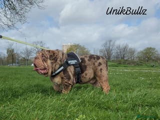 English Bulldog dogs ❗️Jan sale ❗️Mr. Emperor 🍫 - Advert 13