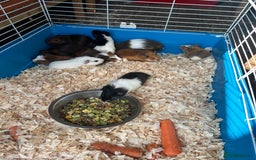 Guinea Pig rodents for sale: Young guinea pigs for sale  - Image 4