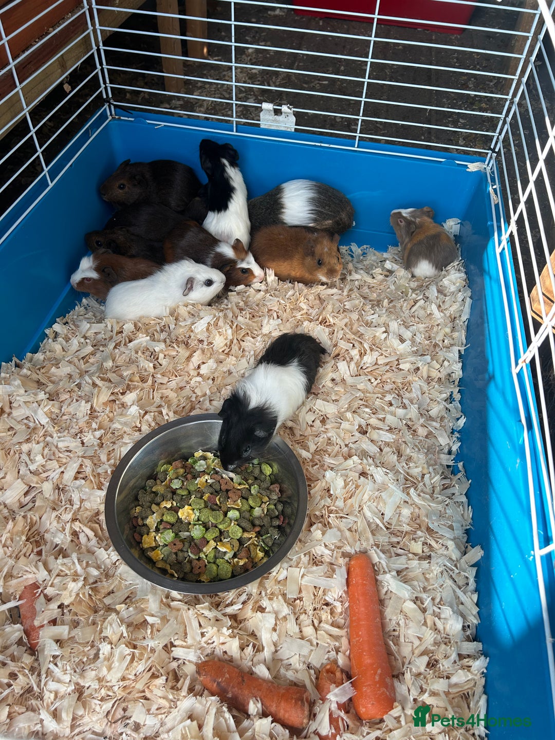 Guinea Pig rodents for sale: Young guinea pigs for sale  - Image 4