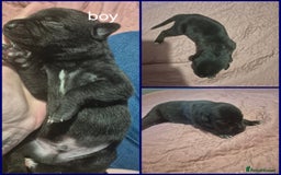 Mixed Breed dogs for sale: Mastiff cross staff puppies 🥰 - Image 2