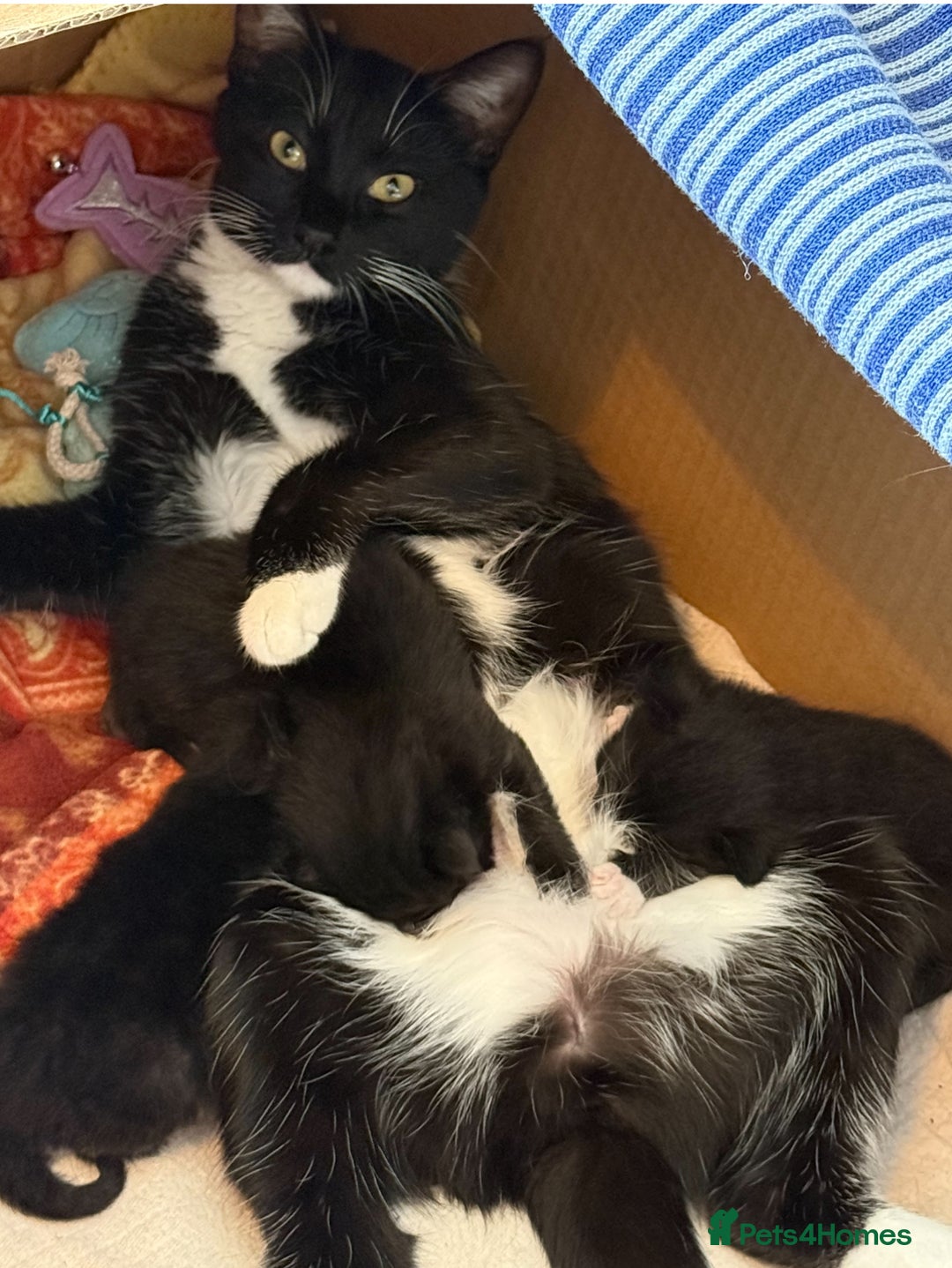 Mixed Breed cats for sale: Tuxedo X Bengal x Norwegian Forest X Scottish Fold - Image 7