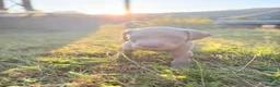 Weimaraner dogs for sale: Handsome male KC Registered Weimaraner pups  - Advert 34