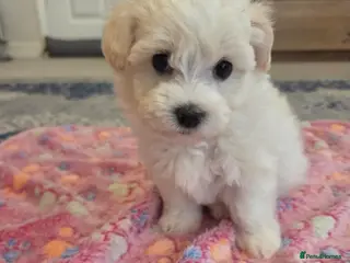 Maltese dogs Cute puppies❤️💜🩵🩶 - Advert 2