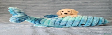 Miniature Dachshund 2
