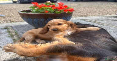 Cocker Spaniel dogs - Advert 8