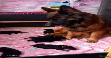 German Shepherd dogs - Advert 8