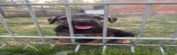 Border Terrier dogs for sale: 1x Border Terrier boy pup for sale  - Advert 4