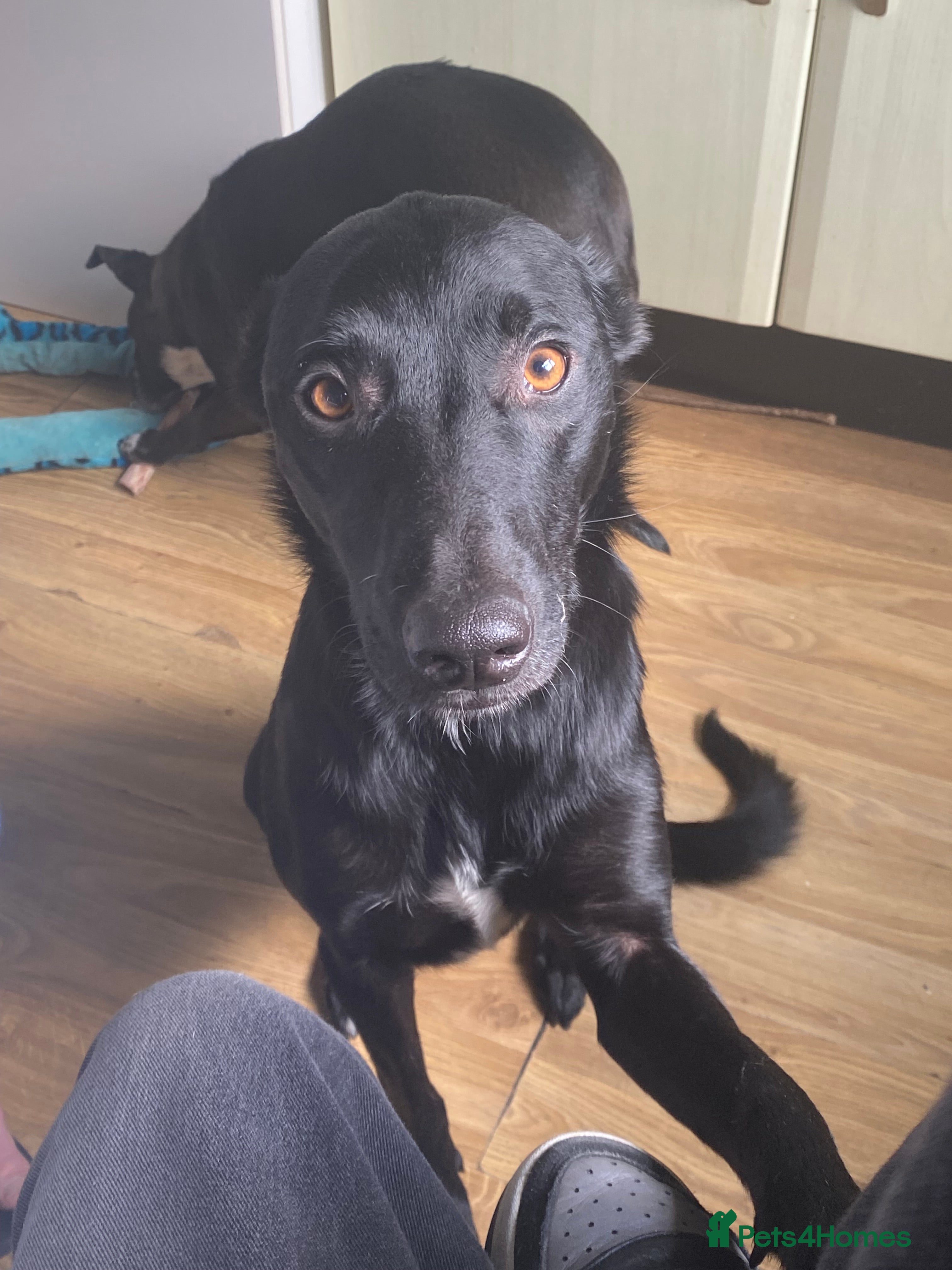 Mixed Breed dogs jupiter  - Advert 2