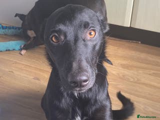 Mixed Breed dogs jupiter - Advert 1