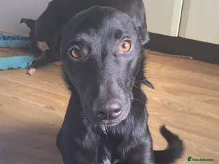 Mixed Breed dogs jupiter - Advert 6