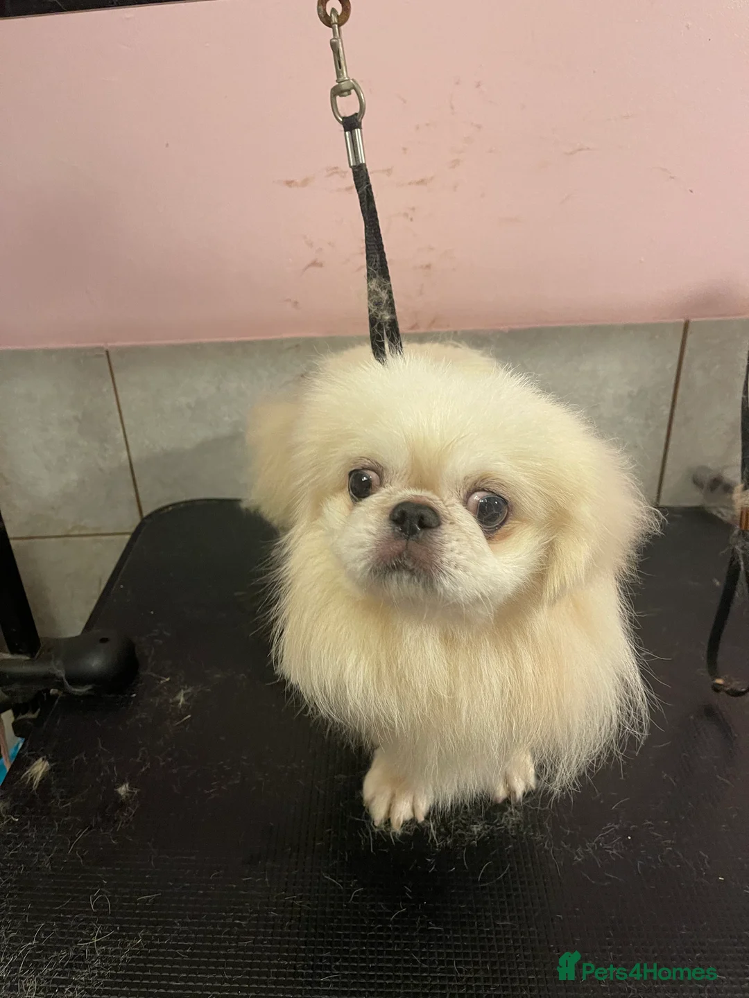 Pekingese dogs for sale: Beautiful Pekingese  - Advert 1