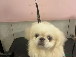 Pekingese dogs Beautiful Pekingese - Advert 2