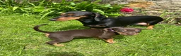 Jackshund dogs for sale: Adorable Dachshund x Jack Russell Puppies  - Advert 6
