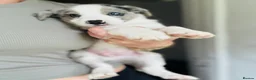Border Collie dogs for sale: Pure Bred Border Collie Puppies For Sale - Advert 12