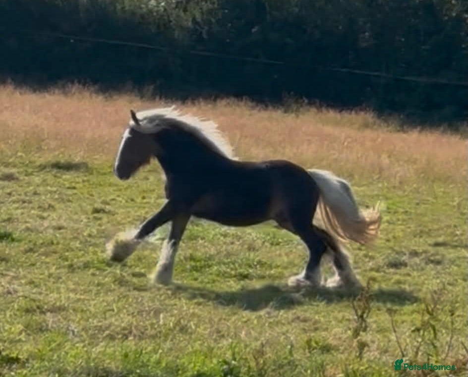 Irish Cob horses SILVER DAPPLE GELDING LOOKING FOR PERFECT NEW HOME - Advert 2