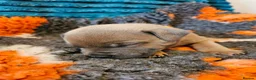 Staffordshire Bull Terrier dogs for sale: Staffordshire bull terrier puppies for sale in Kilmarnock - Advert 10