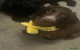 Sprocker dogs for sale: 6 month old sprocker  - Image 2