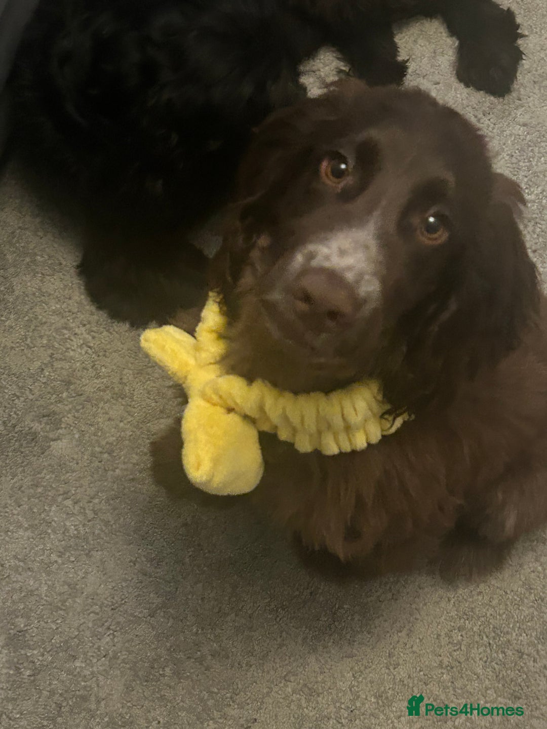 Sprocker dogs for sale: 6 month old sprocker  - Image 2