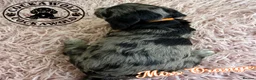 Cockapoo dogs for sale: 🩶 Outstanding Merle F1 Cockapoo Puppies 🖤 - Advert 18