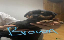 Rottweiler dogs for sale: Kc rottweiler puppies  - Image 12