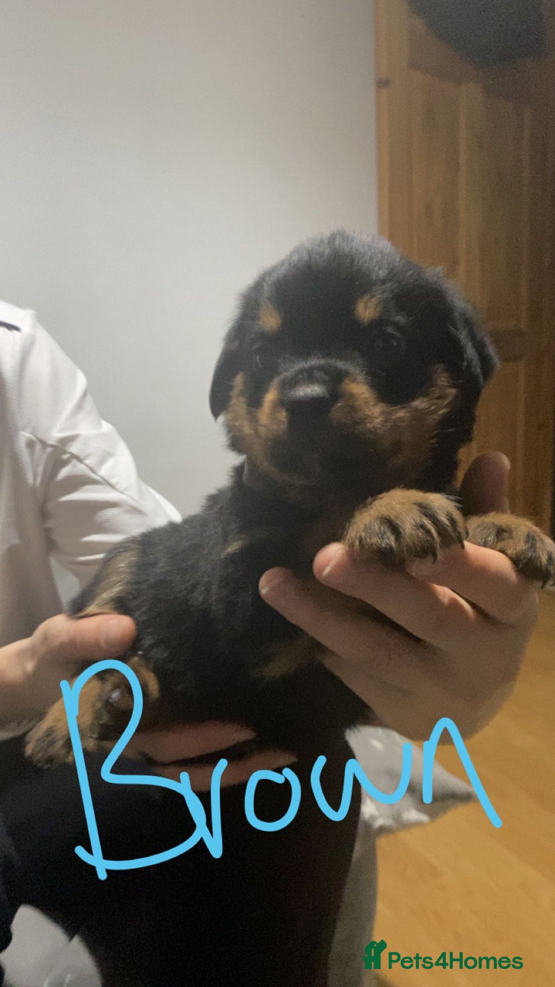 Rottweiler dogs for sale: Kc rottweiler puppies  - Image 12