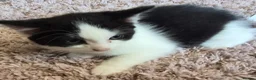 British Shorthair cats for sale: 4 beautiful kittens - Advert 5