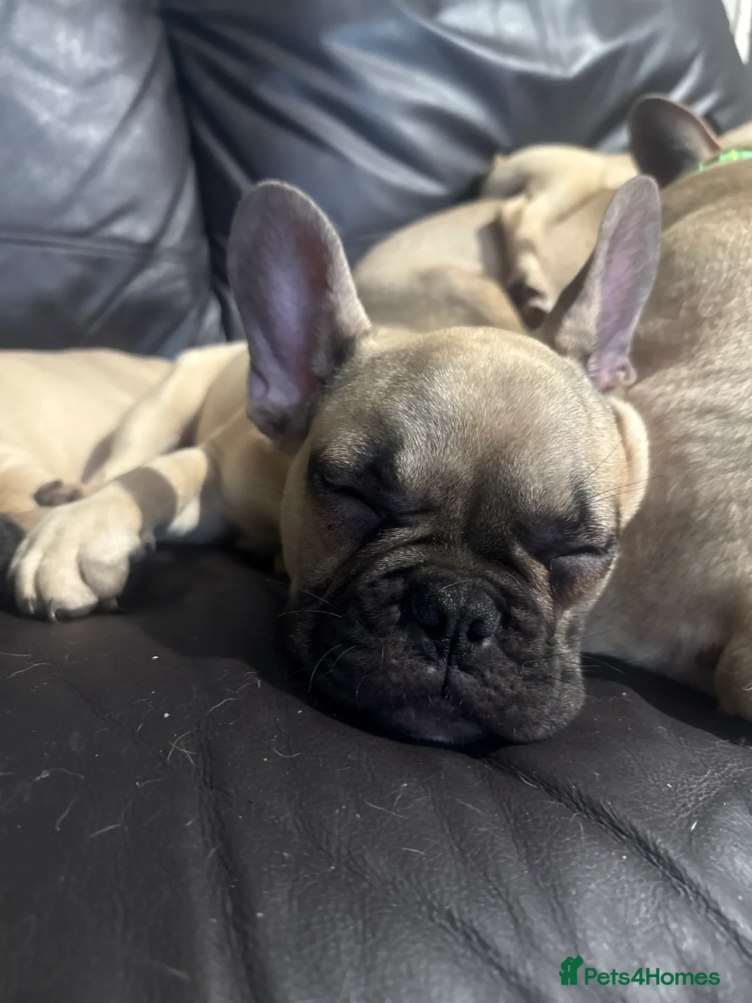 French Bulldog dogs for sale: Pedigree Mum Frenchy Pups-Gorgeous  ! - Advert 3