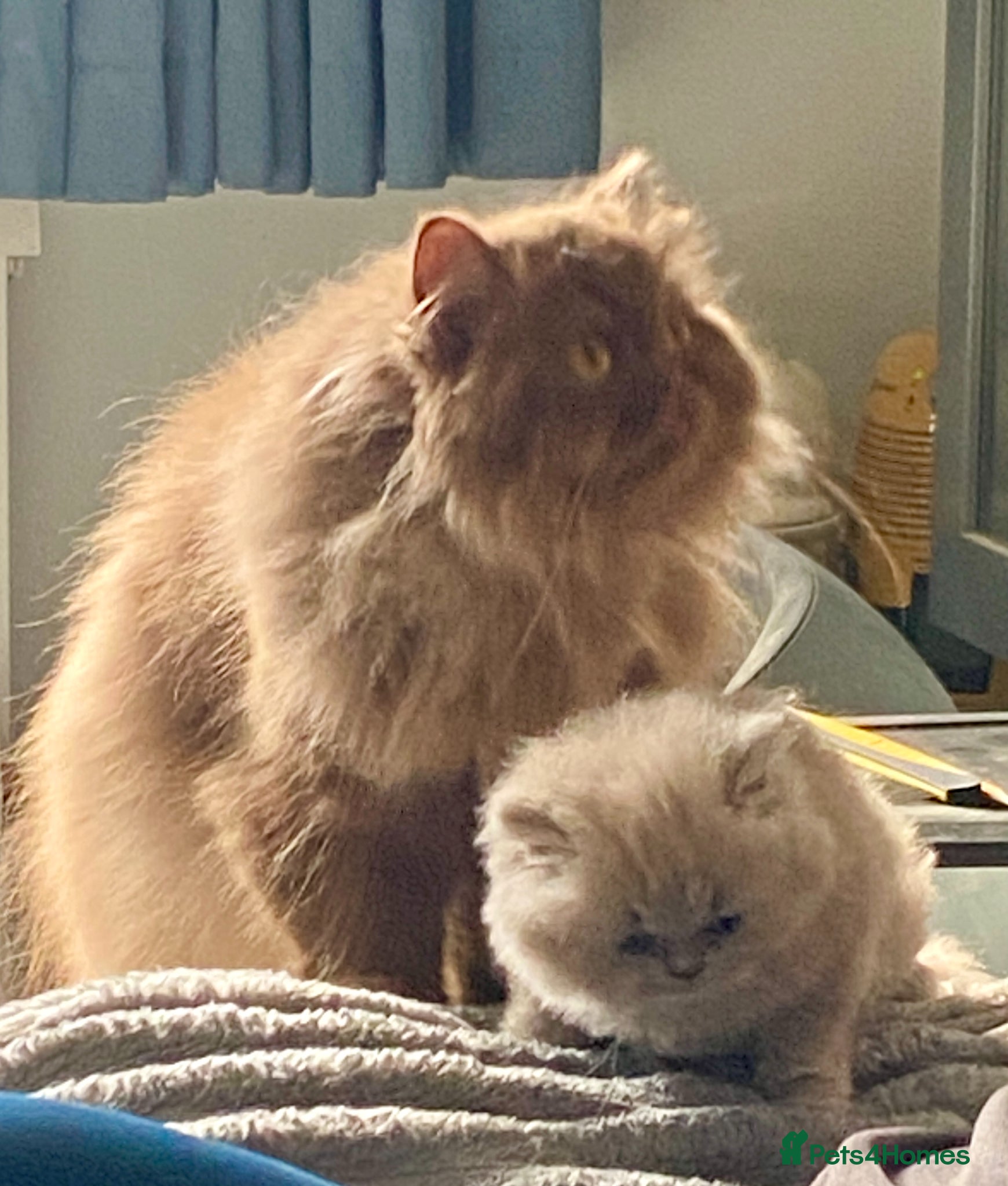 Persian cats GCCF PERSIAN BRITISH LONGHAIR LILAC FEMALE KITTEN - Advert 9