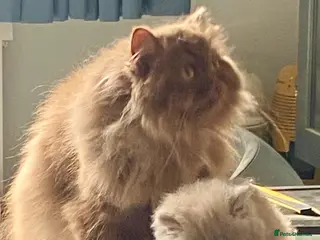 Persian cats GCCF PERSIAN BRITISH LONGHAIR LILAC FEMALE KITTEN - Advert 9