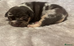 French Bulldog dogs for sale: MERLE FRENCH BULLDOG PUPPIES 🐾  - Image 10
