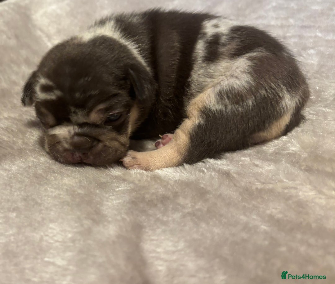 French Bulldog dogs for sale: MERLE FRENCH BULLDOG PUPPIES 🐾  - Image 10