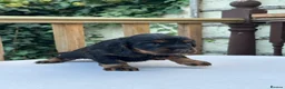 Cocker Spaniel dogs for sale: Working cocker spaniel puppies for sale - Advert 23