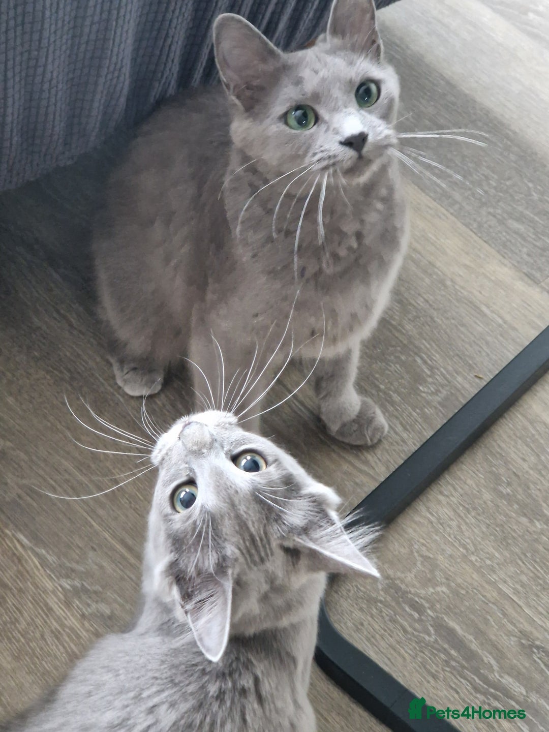 Russian Blue cats TICA Pedigree rare breed Nebelung  - Advert 1