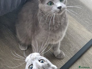 Russian Blue cats TICA Pedigree rare breed Nebelung - Advert 1