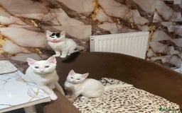 Mixed Breed cats for sale: Kittens - Advert 2