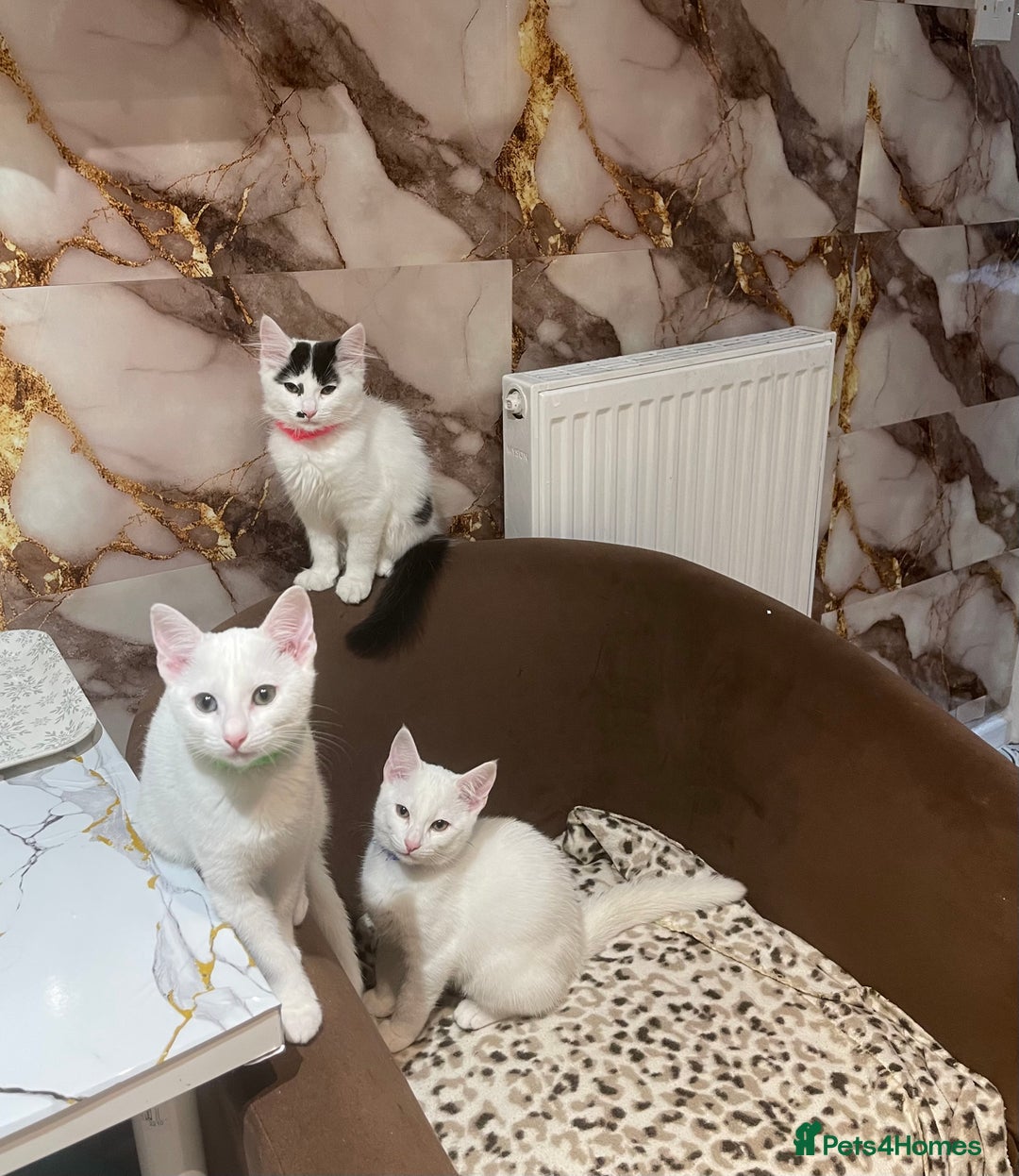 Mixed Breed cats for sale: Kittens - Advert 2