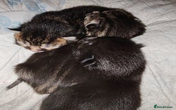 Mixed Breed cats for sale: Ch417dp  - Image 26