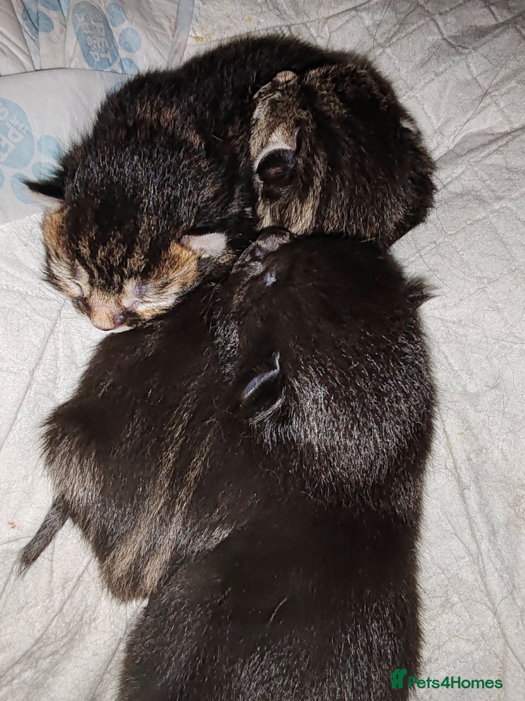 Mixed Breed cats for sale: Ch417dp  - Image 26