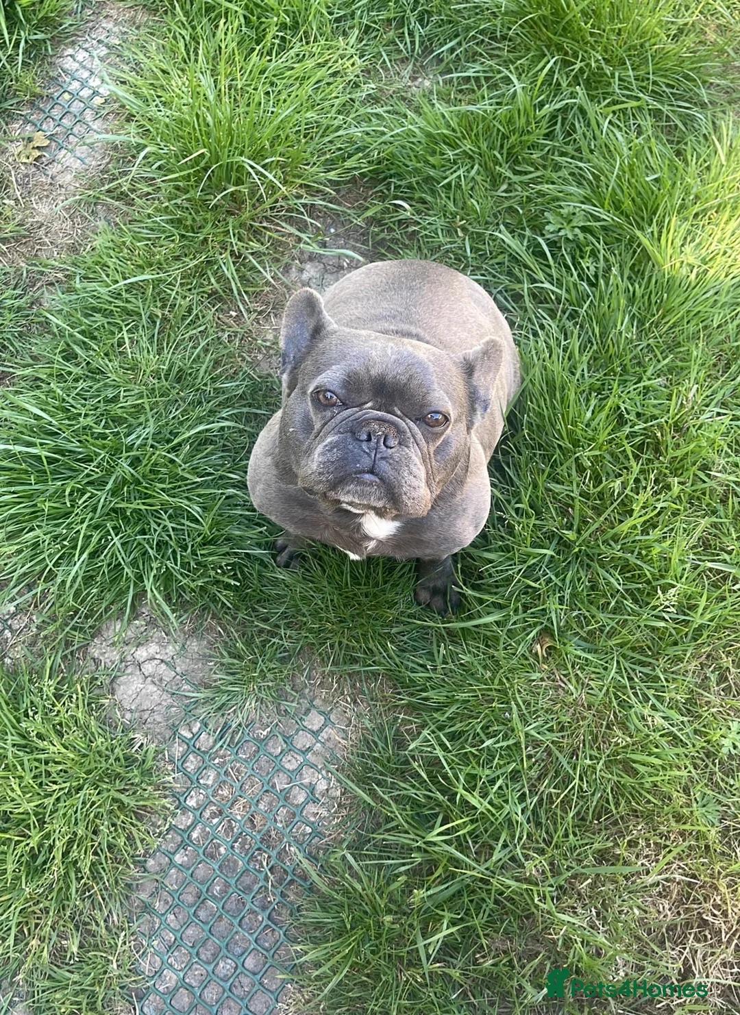French Bulldog dogs for sale: Ivy is the most cuddly, lovable gorgeous girl  - Advert 1