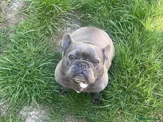 French Bulldog dogs Ivy is the most cuddly, lovable gorgeous girl - Advert 1