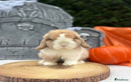 Mini Lop rabbits for sale: ⭐️MINIATURE LOPS AVAILABLE⭐️ - Image 8