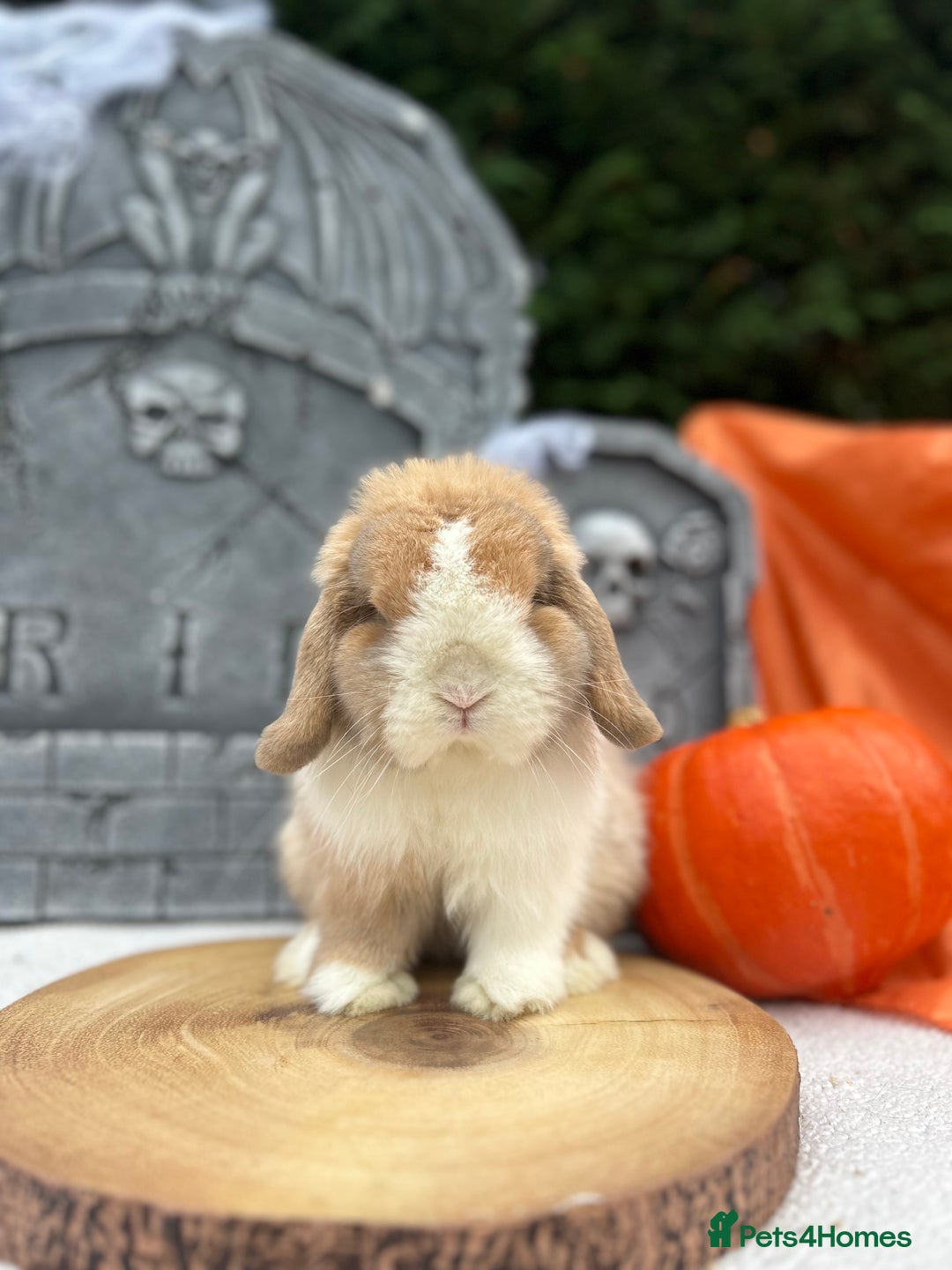Mini Lop rabbits for sale: ⭐️MINIATURE LOPS AVAILABLE⭐️ - Image 8