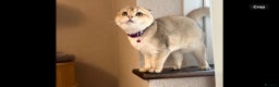 Scottish Fold cats for sale: Scottish Fold Kittens with TICA Registration - Advert 9