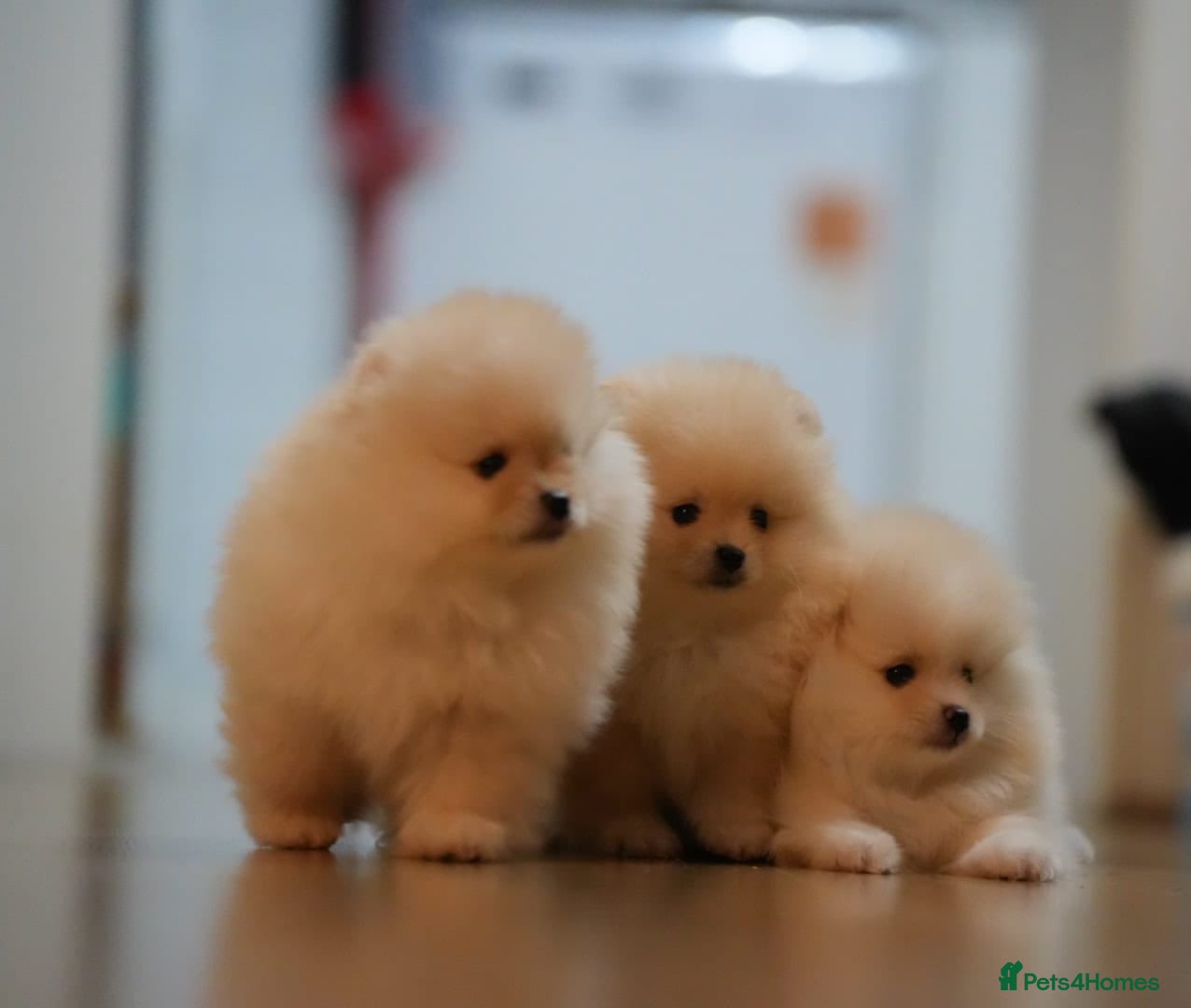 Pomeranian dogs 🌟 Stunning KC Registered Pomeranian Girls 🌟 - Advert 1