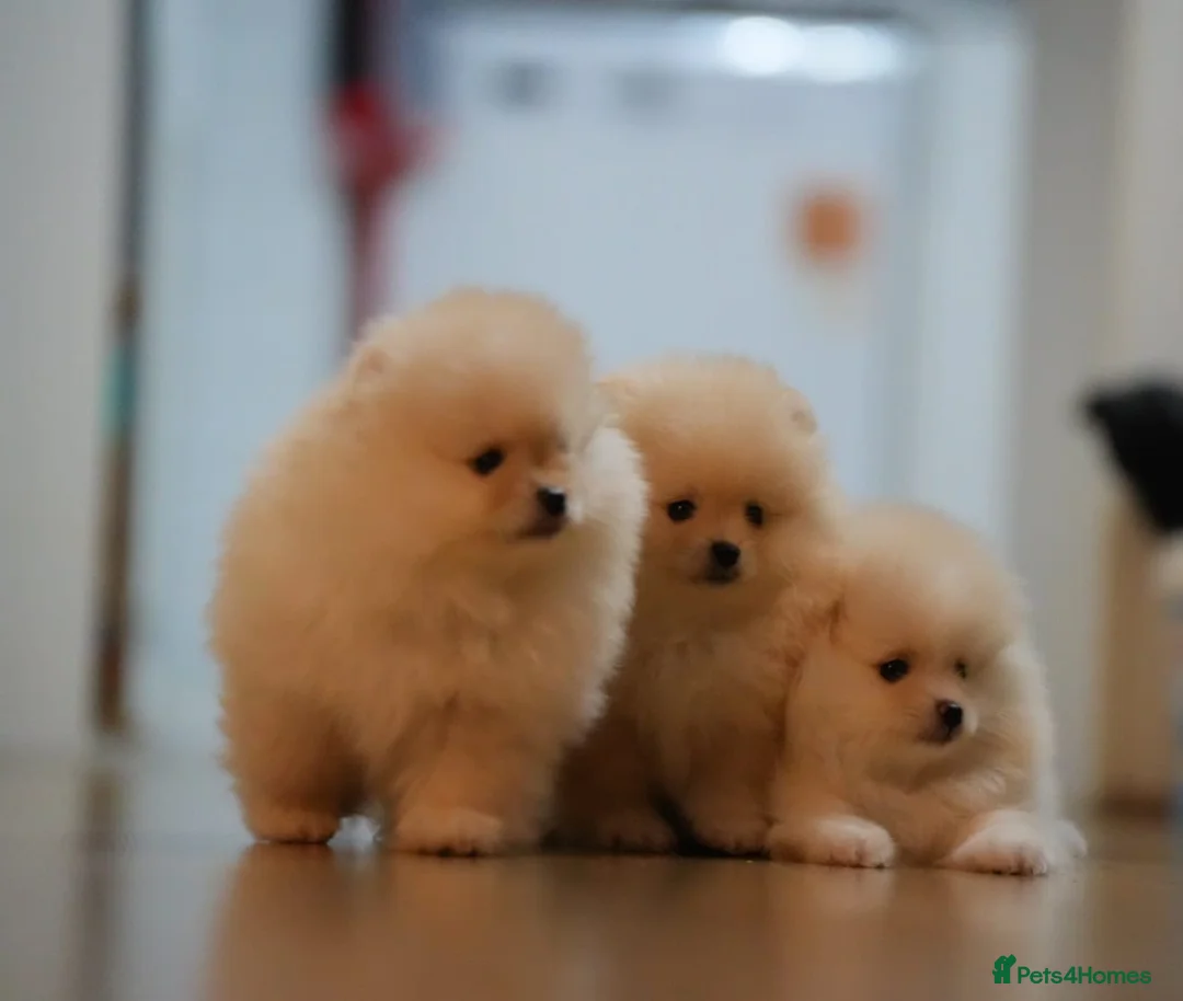 Pomeranian dogs for sale: 🌟 Stunning KC Registered Pomeranian Girls 🌟 - Advert 1