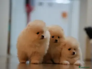 Pomeranian dogs for sale: 🌟 Stunning KC Registered Pomeranian Girls 🌟 - Advert 1