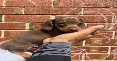 Miniature Dachshund dogs - Advert 14